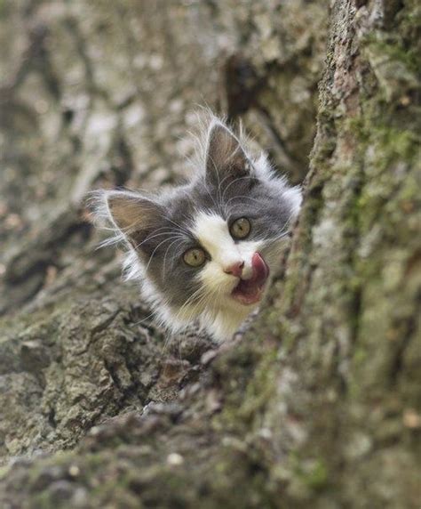 Cyoot Kitteh Of Teh Day Peek A Boo Cats Cute Cats Crazy Cats