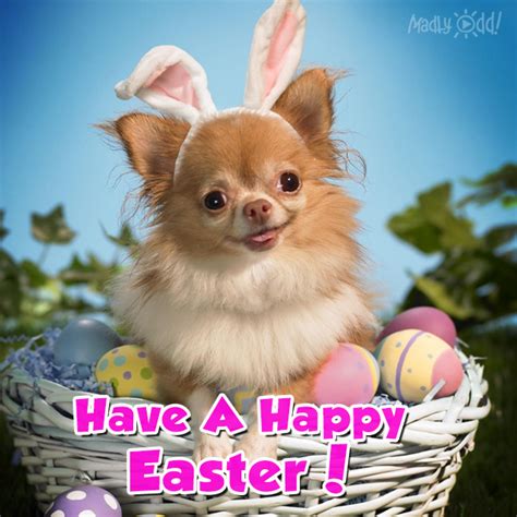 Cute Happy Easter Dog Pictures Photos And Images For Facebook Tumblr