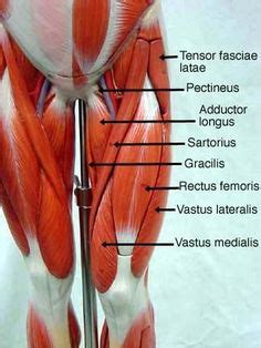 Quad leg muscles anatomy labeled diagram, vector illustration fitness poster. muscle blank drawing - Google Search | muscle_blank | Anatomy, Anatomy, physiology, Physiology