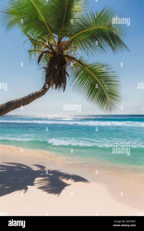 Sunny Beach With Palm Trees And Turquoise Sea Stock Photo Alamy