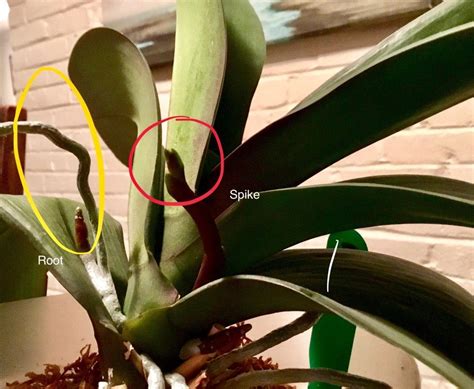 My new orchid from walmart growing new spikes for the winter. Difference between an Orchid Root & Spike - My First ...