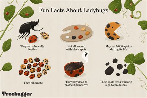 9 Surprising Facts About Ladybugs