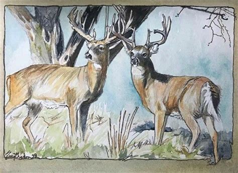 Here you can explore hq white tailed deer transparent illustrations, icons and clipart with filter setting like size, type, color etc. Pin on Susie Gordon Art