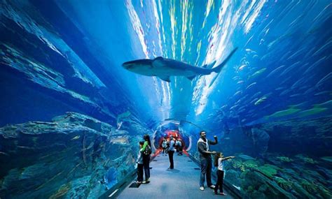Dubai Atlantis Aquarium 1000 Aquarium Ideas