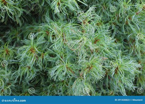 Pinus Strobus Commonly Denominated The Eastern Northern White Pine