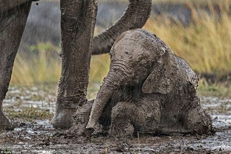 Photos Capture Young Calf Asking Elephant For Help To Stand Up In Kenya Daily Mail Online