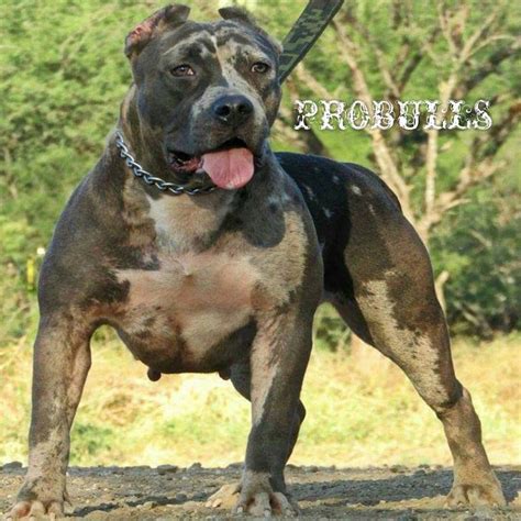 Check spelling or type a new query. Texas American XXL Bully Puppies ~ Probulls American Bully XL