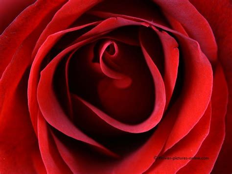 Flower Wallpapers Red Rose Wallpaper Cave