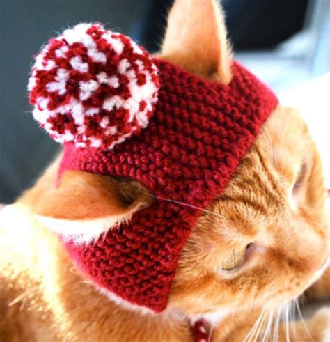 I Need To Get This For My Cats Costume Chat Pet Costumes Chat Crochet