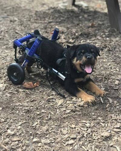 You can browse the results below and filter by amenities. Akeno Rottweiler Baby - Adoption, Rescue | Rottweiler ...