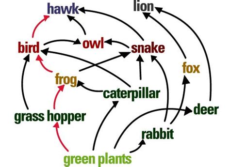 Simple Food Web Examples For Kids