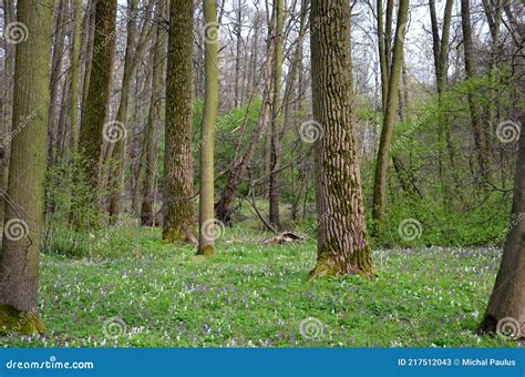 Spring Floodplain Forest With Rich Undergrowth Of Flowers And Old Oaks