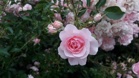 Foto Gratis Rose Fiore White Rose Rosa Rossa Immagine Gratis Su