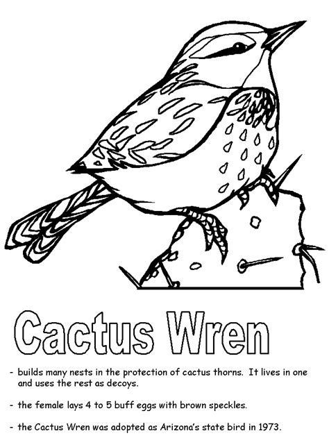 Coloring book pages cacti and succulents color inspiration my books cactus drawings handmade gifts floral artist. Cactus Wren Coloring Page - Coloring Home