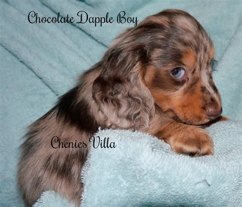 Black n Tan Chocolate Miniature Dachshund Puppies for Sale ...