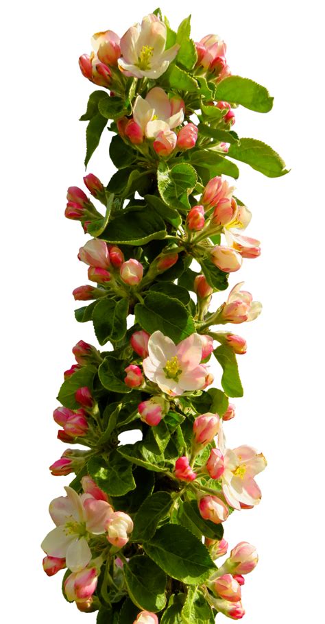 Spring Flower PNG Image - PurePNG | Free transparent CC0 PNG Image Library