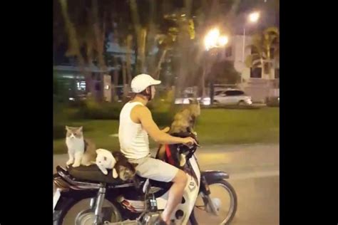 Watch Four Cats Ride With Motorcyclist In Vietnam