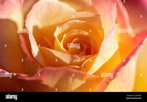 Love And Peace Hybrid Tea Rose In Bloom San Jose California Usa