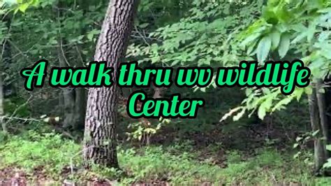A Walk Thru West Virginia State Wildlife Center Youtube