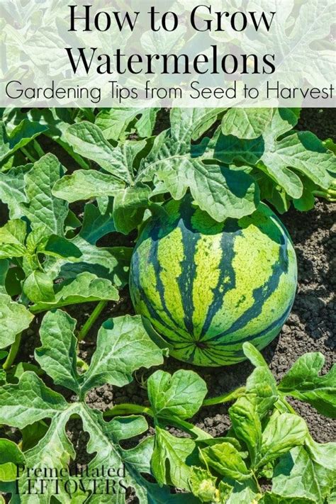 How To Grow Watermelon Tips For Growing Watermelon Including How To