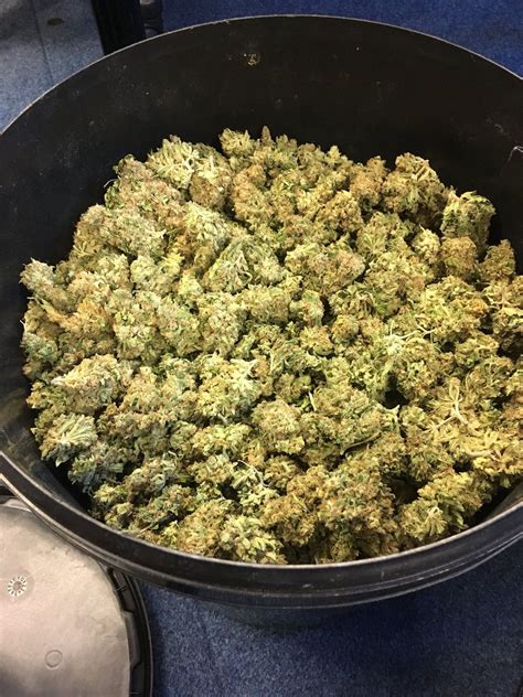 £12000 Cannabis Stash Found In Buckets At Telford House