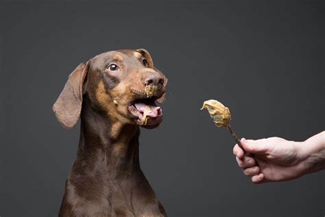 Below, we'll dig into some of the nutritional information about the recipe to. Hilarious Expressions Of Dogs Eating Peanut Butter | Can ...