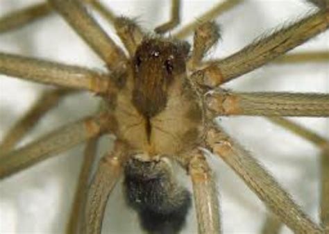 Brown Recluse Identification and Control | Owlcation