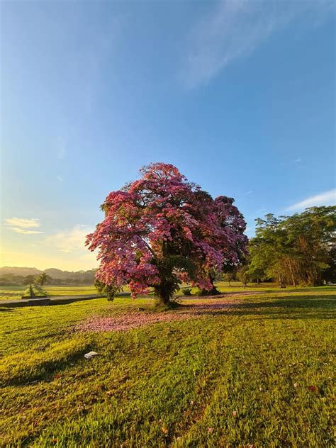 Sakura In Singapore 12 Places With Pink Trumpet Flowers Aka Tabebuia Rosea