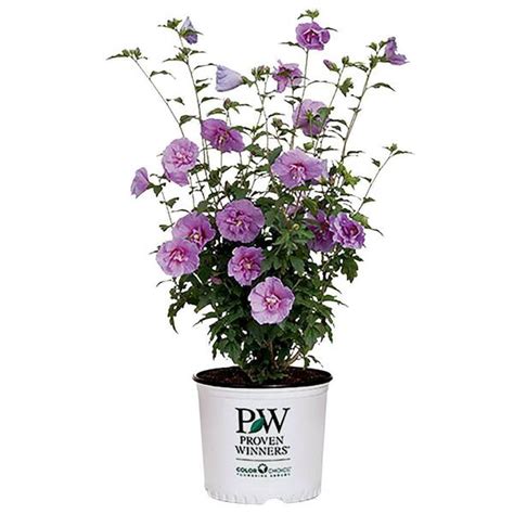 Reviews For Proven Winners 2 Gal Dark Lavender Chiffon Rose Of Sharon