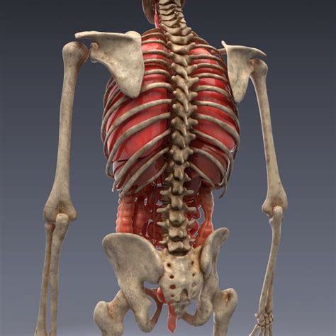 Realistic Human Skeleton 3d Model