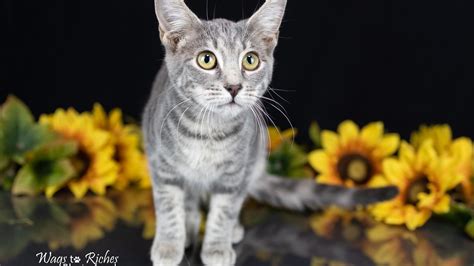 PET OF THE WEEK: Nov. 20, 2022 | Misty