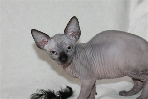 Sphynx Kitten Cats For Sale Price