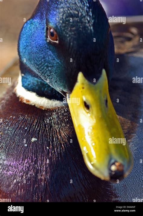 Male Mallard Duck Stock Photo Alamy
