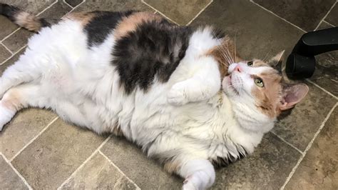 Precious A Chonky Cat In Hamilton County Needs A Forever Home