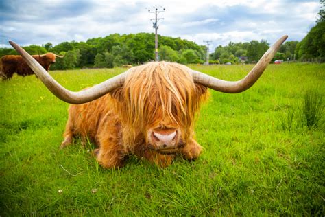 Do Female Highland Cows Have Horns All About Cow Photos