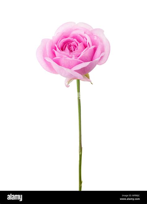 Light Pink Rose Isolated On White Background Stock Photo Alamy
