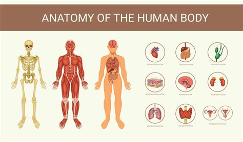 Human Body Systems 12680376 Vector Art At Vecteezy
