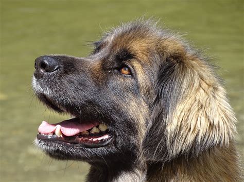 Leonberger Puppies The Ultimate Guide For New Owners