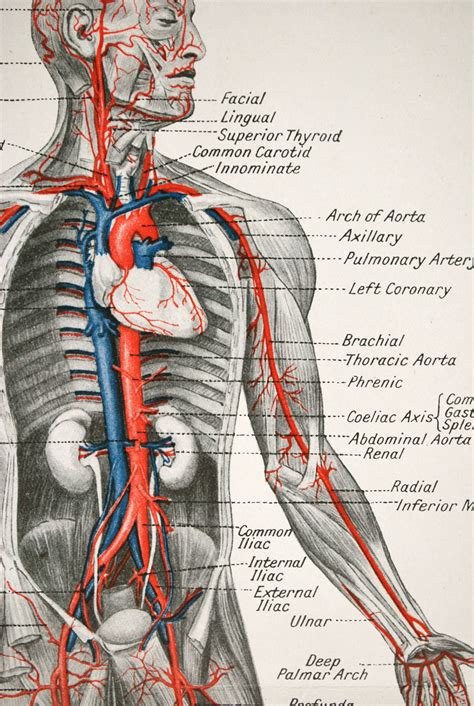 Anyone who understands the function of a bellows or an accordion will soon grasp the anatomy of the thorax, commonly known as the chest. Beautiful Anatomy Human Body Illustration 1923 showing the