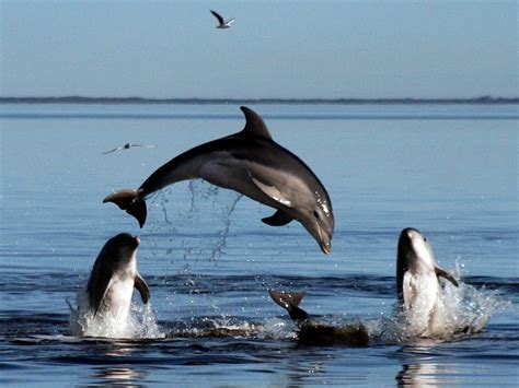 Dolphins March Is Dolphin Awareness Month Britannica
