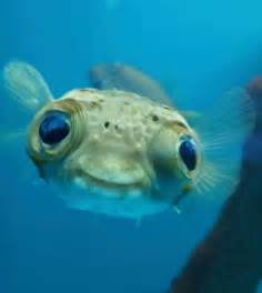 48 Best Cutesea Ocean Animals Images On Pinterest