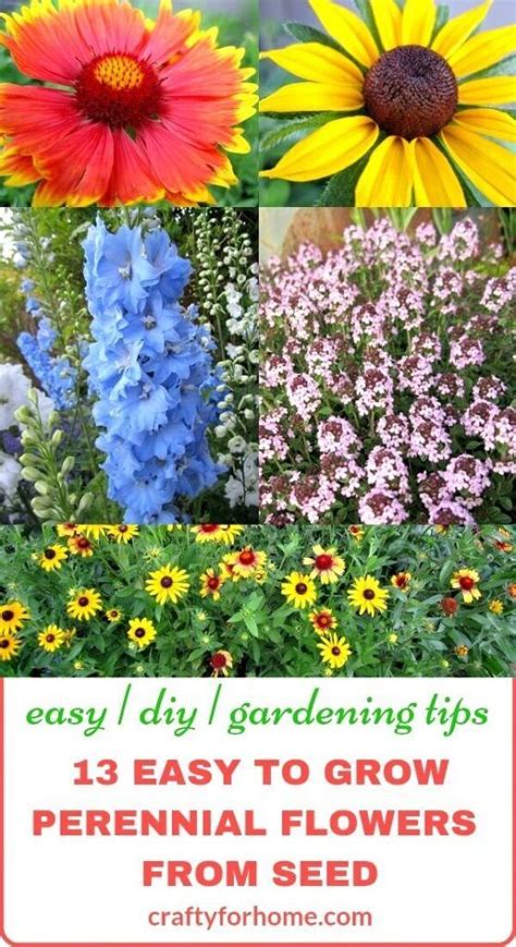 13 Easy To Grow Perennial Flower From Seed Crafty For Home