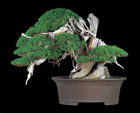 32 Oldest Bonsai Trees In The World Bonsai Guide