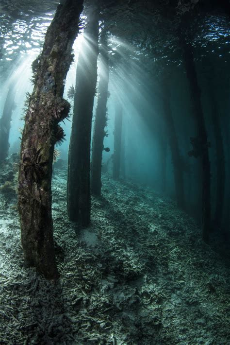 Ocean Safari Scuba Blog Underwater Forest