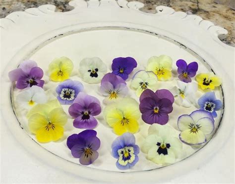 Check spelling or type a new query. Edible Flower Viola Mix | Etsy | Edible flowers, Edible ...