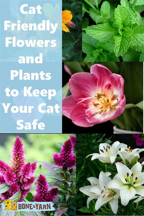 It is commonly thought that cat hair causes an allergy to cats but this is not true. Cat Friendly Flowers and Plants to Keep Your Cat Safe ...