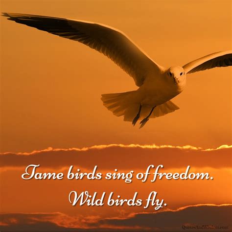 Quote Wild Birds Fly