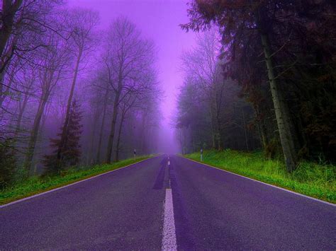 Purple Mist Tree Nature Road Mist Hd Wallpaper Peakpx
