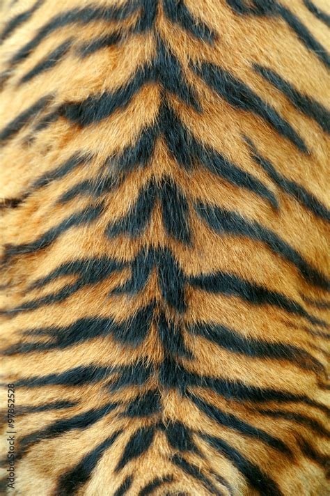 Texture Of Real Tiger Skin Stock Photo Adobe Stock