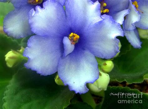 The african violet society of america recognizes members of both the society and the hobby community who died in 2019 and 2020. Periwinkle African Violet Photograph by Nancy Mueller
